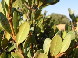 Ancylobotrys capensis young stems